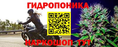 стаф Канаш